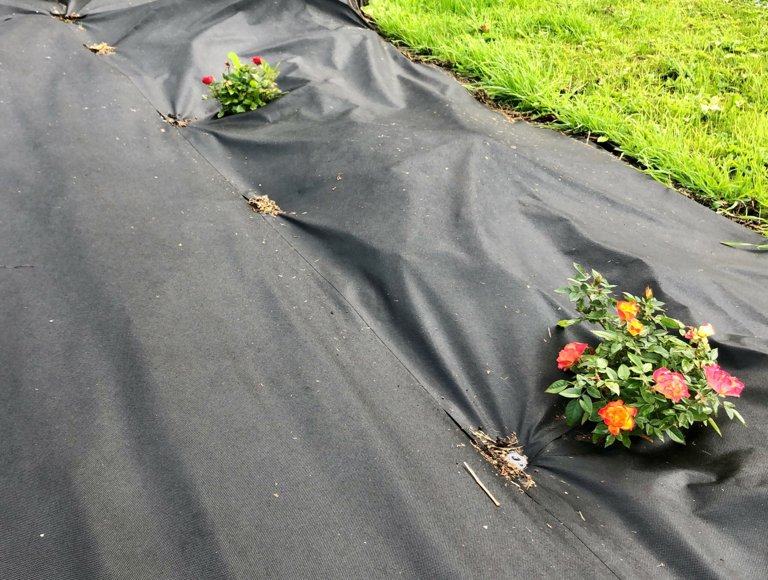 Weedkiller 120gr 15m2